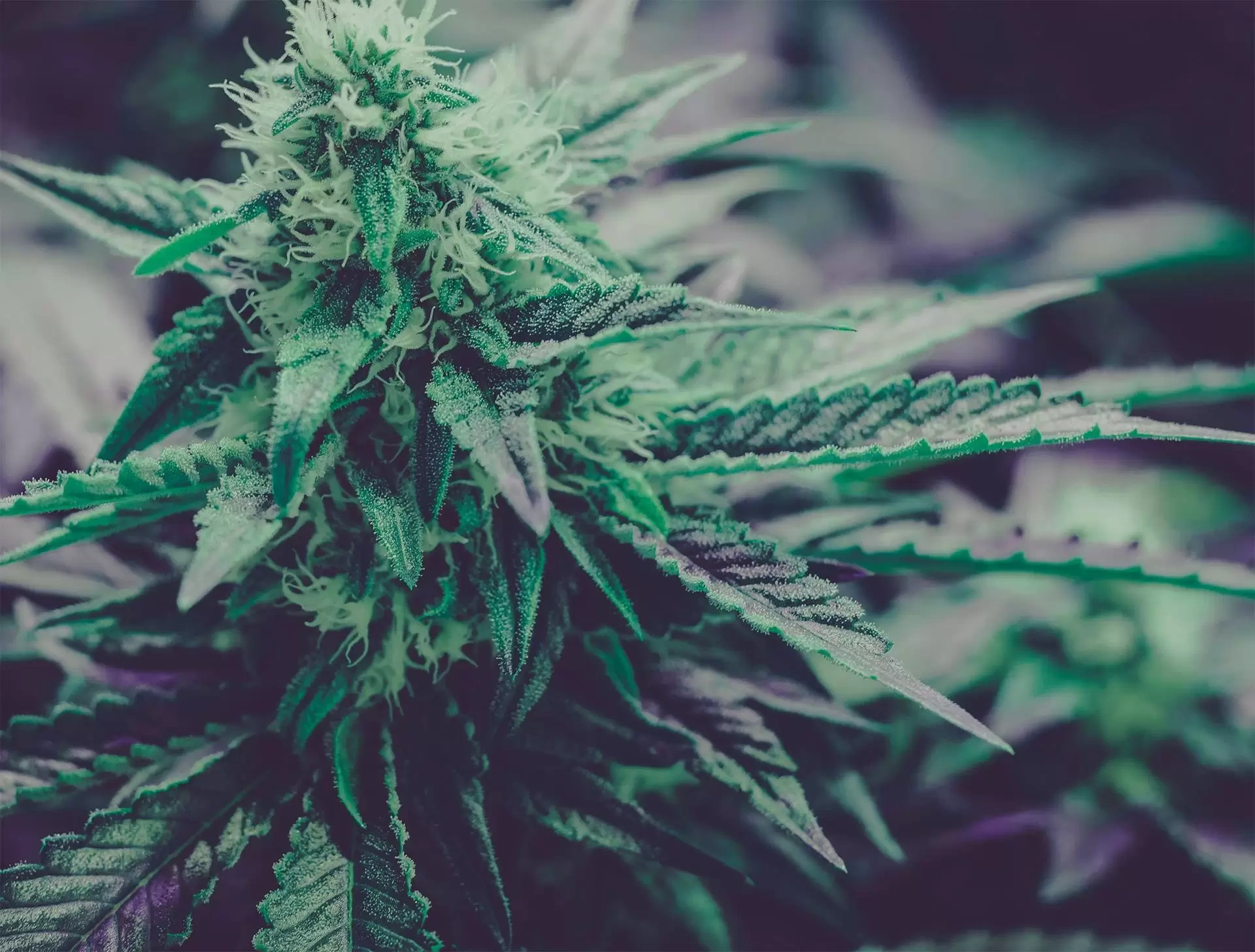 5starsstocks-com-Cannabis