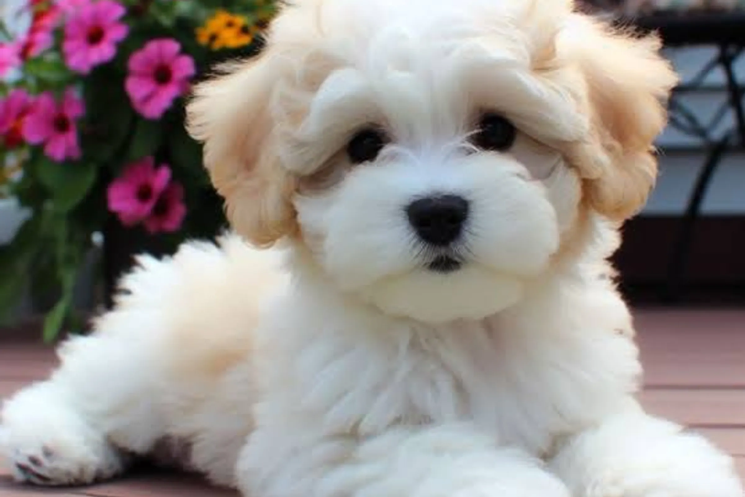 Malshipoo: The Ultimate Loving & Intelligent Designer Dog 2025 Guide